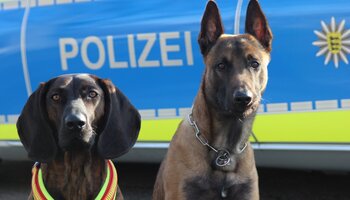 Diensthunde der Polizeihundestaffel | © © GdP-BW 2025 - alle Rechte vorbehalten